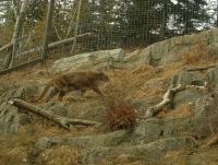 <img200*0:stuff/C%3ADocuments%20and%20SettingsAngiMy%20DocumentsMy%20Pictures2006-03%20(Mar)zoo%20-%20male%20cougar%203.JPG>