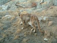 <img200*0:stuff/C%3ADocuments%20and%20SettingsAngiMy%20DocumentsMy%20Pictures2006-03%20(Mar)zoo%20-%20male%20cougar%204.JPG>