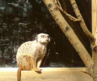 <img200*0:stuff/C%3ADocuments%20and%20SettingsAngiMy%20DocumentsMy%20Pictures2006-03%20(Mar)zoo%20-%20meerkat.JPG>