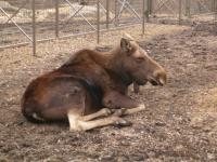 <img200*0:stuff/C%3ADocuments%20and%20SettingsAngiMy%20DocumentsMy%20Pictures2006-03%20(Mar)zoo%20-%20moose.JPG>