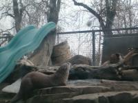 <img200*0:stuff/C%3ADocuments%20and%20SettingsAngiMy%20DocumentsMy%20Pictures2006-03%20(Mar)zoo%20-%20river%20otter%202.JPG>