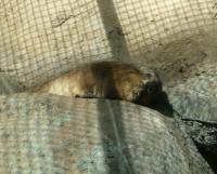 <img200*0:stuff/C%3ADocuments%20and%20SettingsAngiMy%20DocumentsMy%20Pictures2006-03%20(Mar)zoo%20-%20rubber%20toes.JPG>