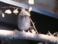 <img200*0:stuff/C%3ADocuments%20and%20SettingsAngiMy%20DocumentsMy%20Pictures2006-03%20(Mar)zoo%20-%20small%20owl.JPG>