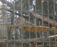 <img200*0:stuff/C%3ADocuments%20and%20SettingsAngiMy%20DocumentsMy%20Pictures2006-03%20(Mar)zoo%20-%20snow%20leopard%205.JPG>