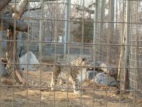 <img200*0:stuff/C%3ADocuments%20and%20SettingsAngiMy%20DocumentsMy%20Pictures2006-03%20(Mar)zoo%20-%20snow%20leopard1.JPG>
