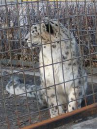<img200*0:stuff/C%3ADocuments%20and%20SettingsAngiMy%20DocumentsMy%20Pictures2006-03%20(Mar)zoo%20-%20snow%20leopard2.JPG>