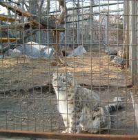 <img200*0:stuff/C%3ADocuments%20and%20SettingsAngiMy%20DocumentsMy%20Pictures2006-03%20(Mar)zoo%20-%20snow%20leopard3.JPG>