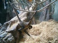<img200*0:stuff/C%3ADocuments%20and%20SettingsAngiMy%20DocumentsMy%20Pictures2006-03%20(Mar)zoo%20-%20spider%20monkey.JPG>