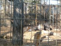 <img200*0:stuff/C%3ADocuments%20and%20SettingsAngiMy%20DocumentsMy%20Pictures2006-03%20(Mar)zoo%20-%20tiger%202.JPG>