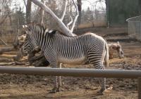 <img200*0:stuff/C%3ADocuments%20and%20SettingsAngiMy%20DocumentsMy%20Pictures2006-03%20(Mar)zoo%20-%20zebra.JPG>