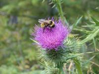 <img200*0:stuff/C%3ADocuments%20and%20SettingsAngiMy%20DocumentsMy%20Pictures2006-08%20(Aug)BeeBurdochEdit.jpg>