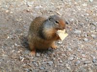 <img200*0:stuff/C%3ADocuments%20and%20SettingsAngiMy%20DocumentsMy%20Pictures2006-08%20(Aug)GroundSquirlCracker.jpg>