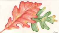 <img200*0:stuff/C%3ADocuments%20and%20SettingsAngiMy%20Documentsmy%20artautumn%20leaves.jpg>
