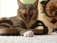 <img200*0:stuff/C%3ADocuments%20and%20SettingsAngieMy%20DocumentsMy%20Picturesloose%20photosZoie_3.jpg>