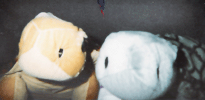 <img:stuff/C%3ADocuments%20and%20SettingsCARLMy%20Documentskatfamily%20picturescederpointturtle-time!.gif>