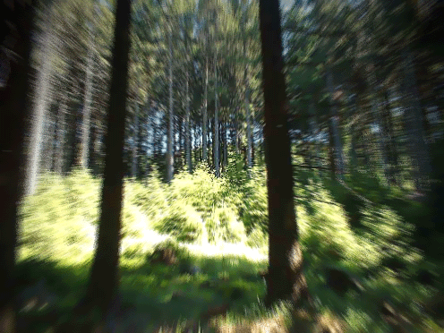 <img:stuff/C%3ADocuments%20and%20SettingsCARLMy%20Documentskatphoto%20shopforest2.gif>