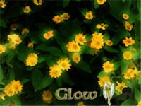 <img200*0:stuff/C%3ADocuments%20and%20SettingsCARLMy%20Documentskatweb%20sight%20junkETGSetddesktopflowersglowing2%20copy.jpg>