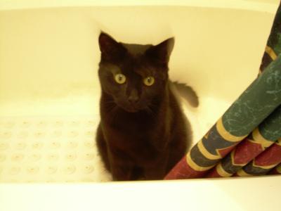 <img400*0:stuff/C%3ADocuments%20and%20SettingsCompaq_AdministratorMy%20DocumentsMy%20PicturesAnimalsCatCat%20004.jpg>