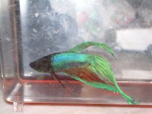 <img300*0:stuff/C%3ADocuments%20and%20SettingsCompaq_AdministratorMy%20DocumentsMy%20PicturesAnimalsDSCN0099.JPG>