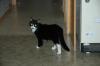 <img100*0:stuff/C%3ADocuments%20and%20SettingsCompaq_AdministratorMy%20DocumentsMy%20PicturesAnimalsDSC_0002.JPG>