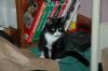 <img100*0:stuff/C%3ADocuments%20and%20SettingsCompaq_AdministratorMy%20DocumentsMy%20PicturesAnimalsDSC_0003.JPG>