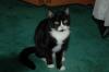 <img100*0:stuff/C%3ADocuments%20and%20SettingsCompaq_AdministratorMy%20DocumentsMy%20PicturesAnimalsDSC_0007.JPG>