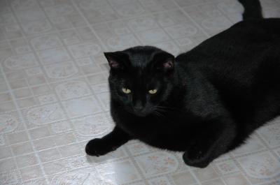 <img400*0:stuff/C%3ADocuments%20and%20SettingsCompaq_AdministratorMy%20DocumentsMy%20PicturesAnimalsJinxieMayJinxie.JPG>