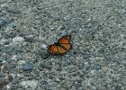 <img0*100:http://elftown.heddate.com/stuff/C%3ADocuments%20and%20SettingsCompaq_AdministratorMy%20DocumentsMy%20PicturesButterfly.JPG>