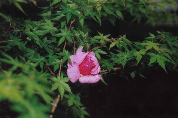 <img600*0:stuff/C%3ADocuments%20and%20SettingsDevon%20WilsonMy%20DocumentsMy%20PicturesPhotosRose01.jpg>