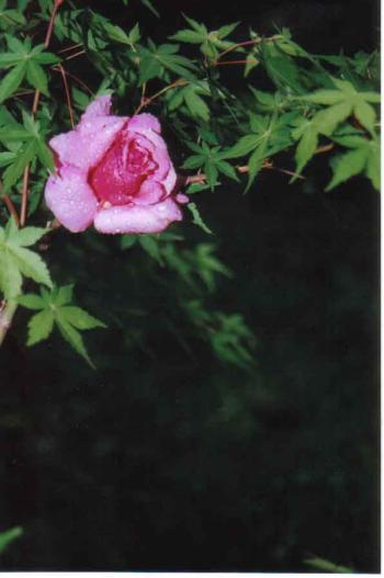 <img350*0:stuff/C%3ADocuments%20and%20SettingsDevon%20WilsonMy%20DocumentsMy%20PicturesPhotosRose02.jpg>