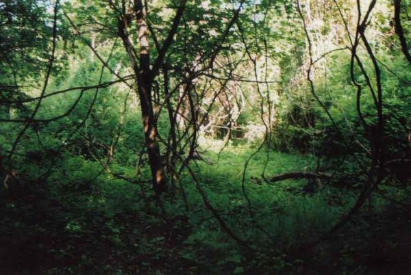 <img600*0:stuff/C%3ADocuments%20and%20SettingsDevon%20WilsonMy%20DocumentsMy%20PicturesPhotosWoods01.jpg>