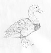 <img200*0:stuff/C%3ADocuments%20and%20SettingsLinda%20de%20WaartMijn%20documentenMijn%20afbeeldingenKnutsChainmailDuck.JPG>