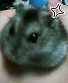 <img:stuff/C%3ADocuments%20and%20SettingsM42My%20DocumentsMy%20Received%20FilesEvilHamster.jpg>