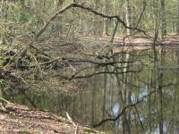 <img200*0:stuff/C%3ADocuments%20and%20SettingsmoederMijn%20documentenMijn%20afbeeldingenIJsselvallei30.JPG>