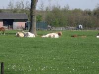 <img200*0:stuff/C%3ADocuments%20and%20SettingsmoederMijn%20documentenMijn%20afbeeldingenIJsselvallei8.JPG>