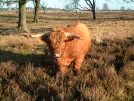 <img:stuff/C%3ADocuments%20and%20SettingsmoederMijn%20documentenMijn%20afbeeldingenVeluweHighland_cattle.jpg?y=200>