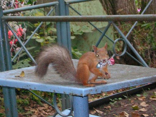 <img:stuff/C%3AFENRIRARTmy%20picturesFotosusAnimalfgb.JPG>
