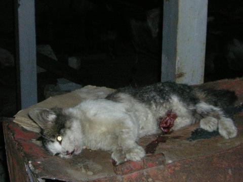 <img:stuff/C%3AFENRIRARTmy%20picturesFotosusAnimalhammer%20smashed%20cat.JPG>