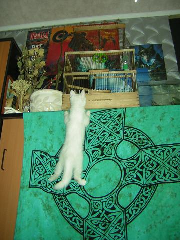 <img:stuff/C%3AFENRIRARTmy%20picturesPhotosuscattt.JPG>