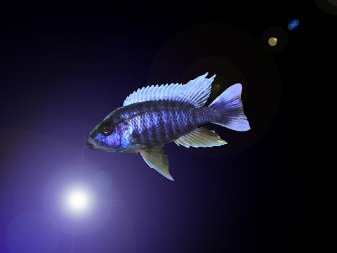 <img:stuff/C%3AFENRIRARTmy%20picturesPhotosusworldkham!fish1.JPG>