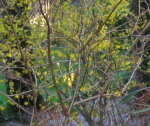 <img:http://elftown.heddate.com/stuff/C%3Aanime%20picsrandom%20imagescarriefirstflower.JPG.jpg>
