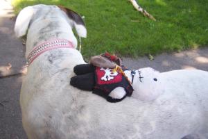 <img300*0:stuff/C%3aUsersBrianDesktopBobs%20Adventure100_2690.JPG>