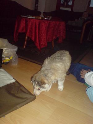 <img300*0:stuff/C%3abilder1NemiDSC00200.JPG>