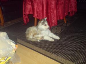 <img300*0:stuff/C%3abilder1NemiDSC00205.JPG>