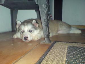 <img300*0:stuff/C%3abilder1NemiDSC00214.JPG>