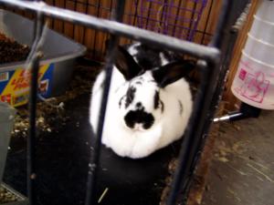 <img300*0:stuff/C.C_the_bunny.jpg>