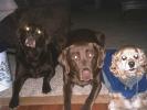 <img0*100:stuff/C.J.%2c_Mocha_and_Mitzie.jpg>