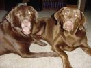 <img0*100:stuff/C.J._and_Mocha.jpg>