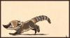 C_is_for_Coati