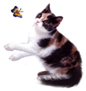 <img:stuff/CalCat-butterfly125_rev.png>